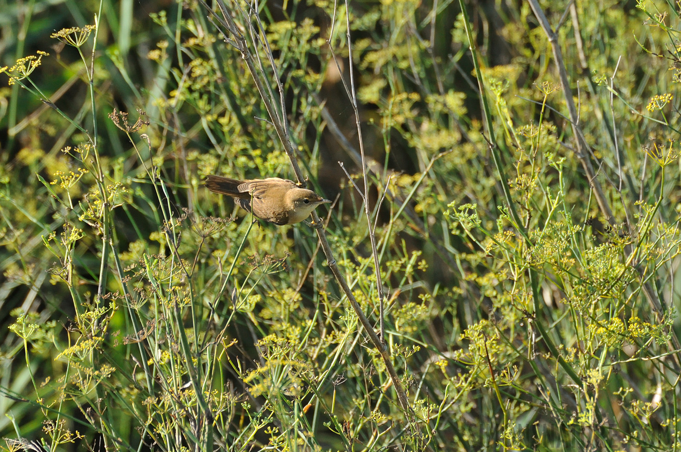 Acrocephalus scirpaceus ambiguus [550 mm, 1/1250 sec at f / 8.0, ISO 1600]